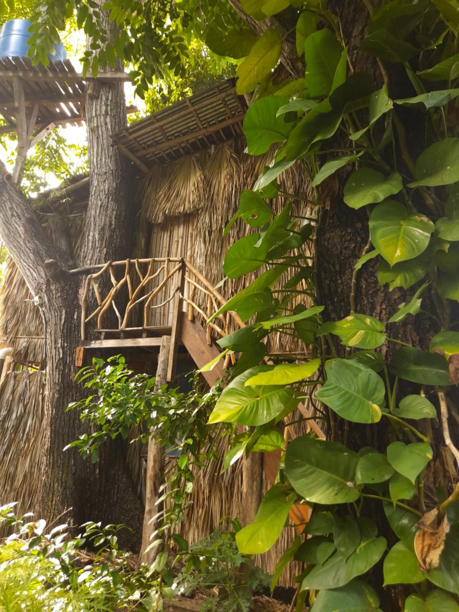 El Bamboo Cabins Balgue Dış mekan fotoğraf