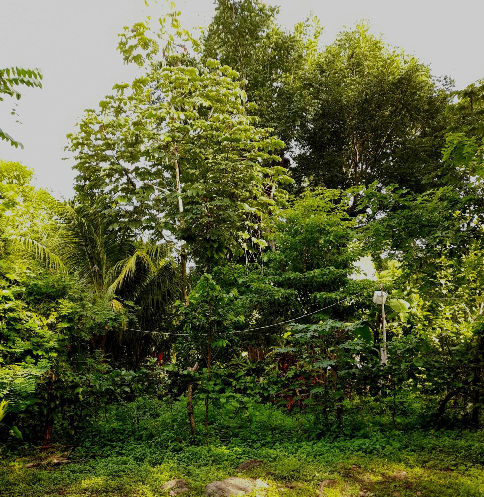 El Bamboo Cabins Balgue Dış mekan fotoğraf